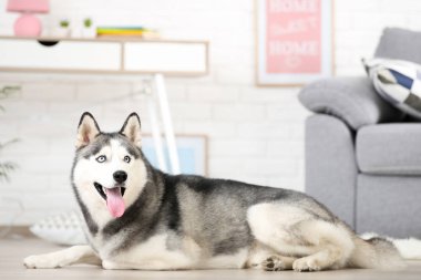 Husky köpek evde yerde yatıyor