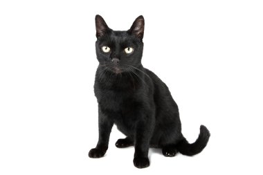 Siyah kedi beyaz arka planda izole edilmiş