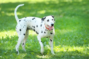 Dalmaçyalı köpek parkta çimüzerinde oynuyor