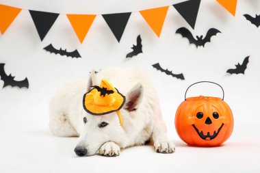 Beyaz backgr üzerinde halloween kabak ile şapka İsviçre çoban köpeği