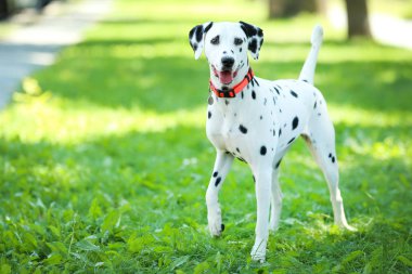 Dalmaçyalı köpek parkta çimüzerinde oynuyor