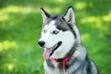 Husky köpek parkta çim üzerinde oturan