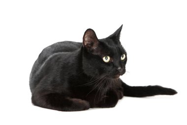 Siyah kedi beyaz arka planda izole edilmiş