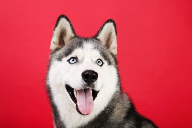 Kırmızı arka plan üzerinde Husky köpek