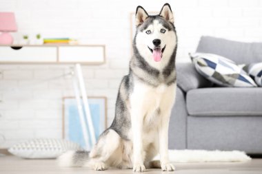 Husky köpek evde yerde oturan
