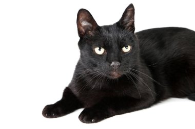 Siyah kedi beyaz arka planda izole edilmiş