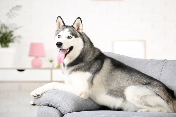 Husky cão deitado no sofá em casa — Fotografia de Stock