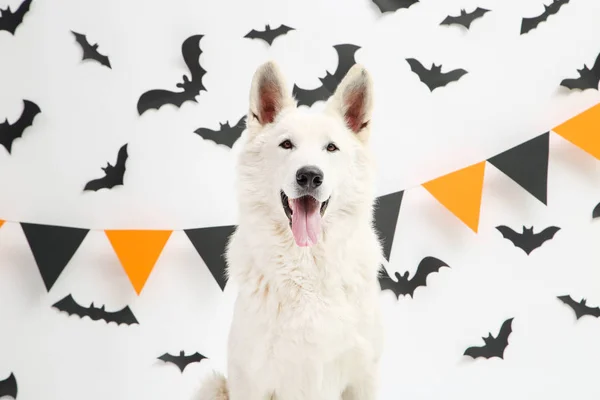 Swiss shepherd dog with paper bats and flags on white background