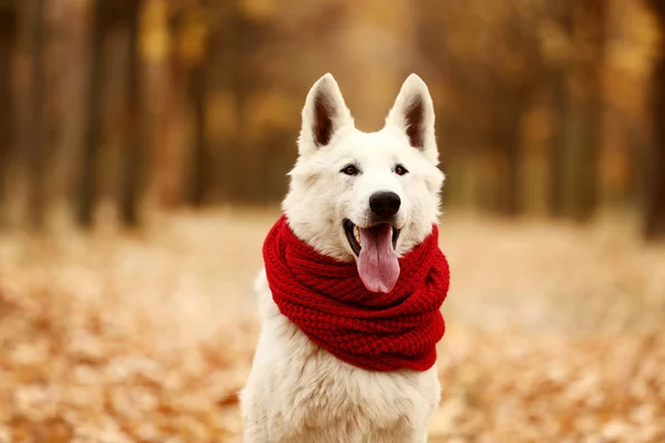 Perro pastor suizo blanco con bufanda roja en el parque de otoño —  Fotos de Stock