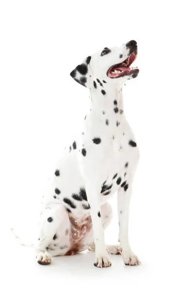 Dalmatian hond geïsoleerd op witte achtergrond — Stockfoto