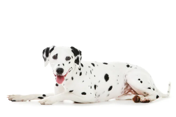 Perro dálmata aislado sobre fondo blanco — Foto de Stock