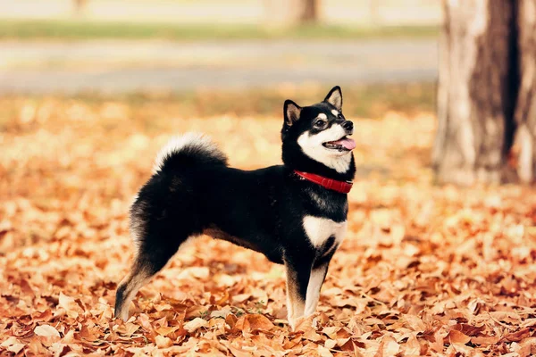 Shiba inu σκυλιών στο πάρκο φθινόπωρο — Φωτογραφία Αρχείου