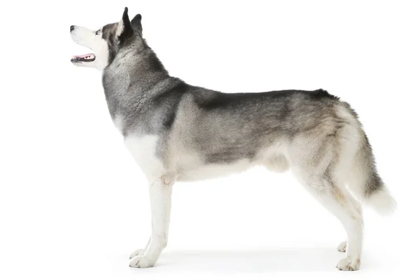 Husky Hund isoliert auf weißem Hintergrund — Stockfoto