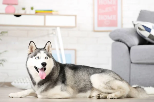 Husky cão deitado no chão em casa — Fotografia de Stock