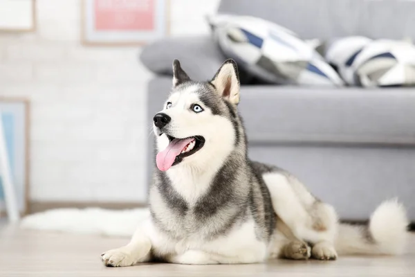 Собака породы хаски лежит дома на полу — стоковое фото