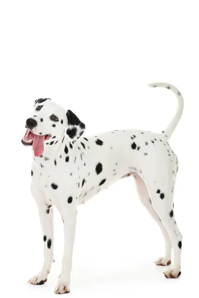Dalmatian cão isolado no fundo branco — Fotografia de Stock