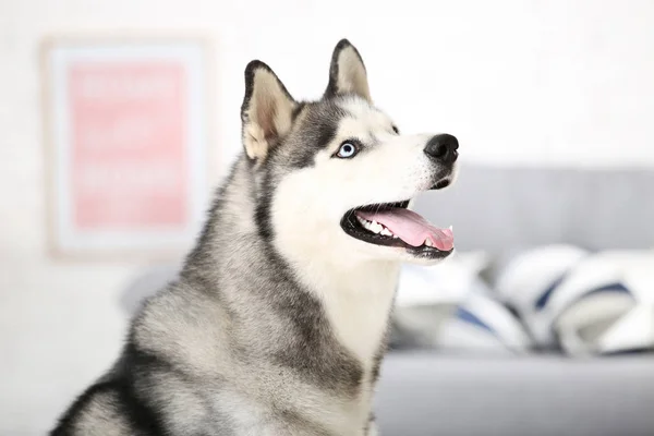 Husky perro sentado en el suelo en casa — Foto de Stock