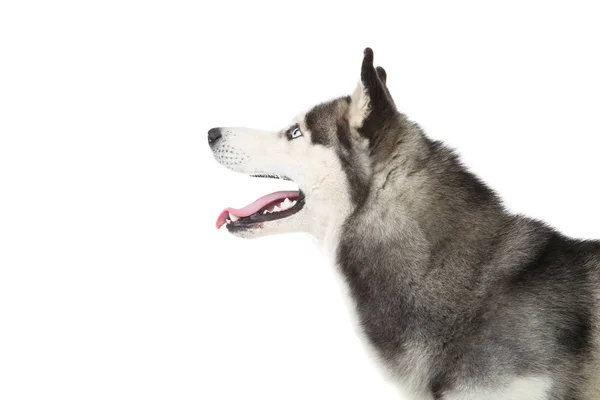 Husky hond geïsoleerd op witte achtergrond — Stockfoto