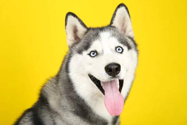 Husky cane su sfondo giallo — Foto Stock