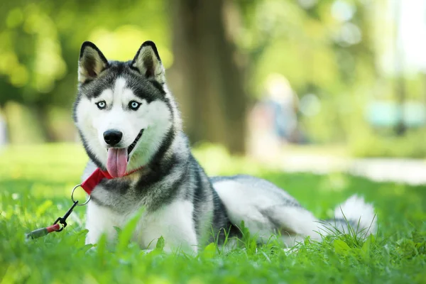 Husky perro acostado en la hierba en el parque —  Fotos de Stock