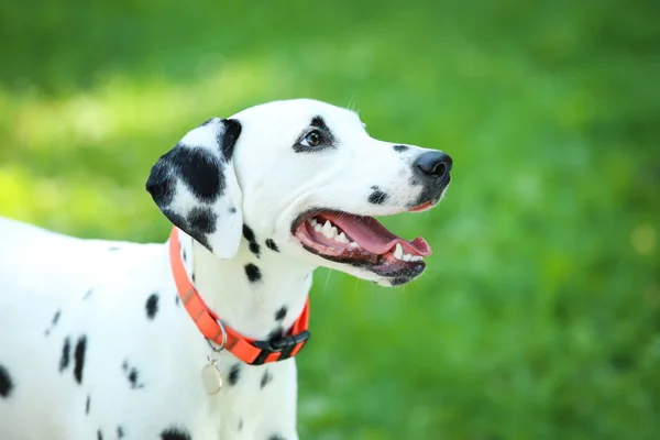 Dalmacia perro jugando en la hierba en el parque — Foto de Stock