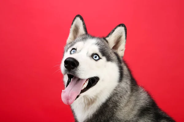 Husky Hund auf rotem Hintergrund — Stockfoto