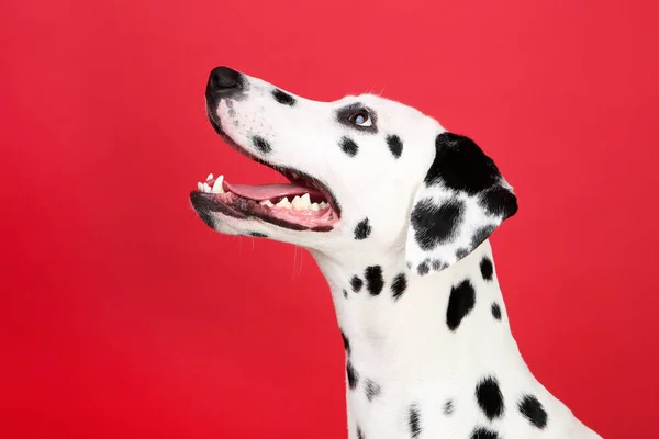 Δαλματίας σκύλος σε κόκκινο φόντο — Φωτογραφία Αρχείου