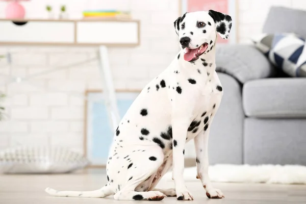 Perro dálmata sentado en el suelo en casa — Foto de Stock