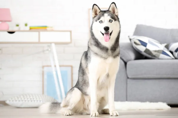 Husky cão sentado no chão em casa — Fotografia de Stock