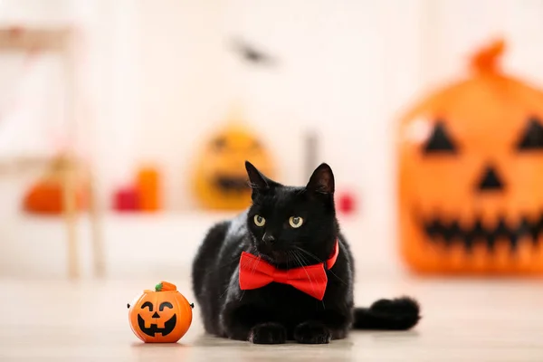Black cat with red bow tie and plastic pumpkin — Stock Photo, Image