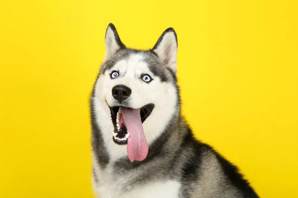 Husky Hund auf gelbem Hintergrund — Stockfoto