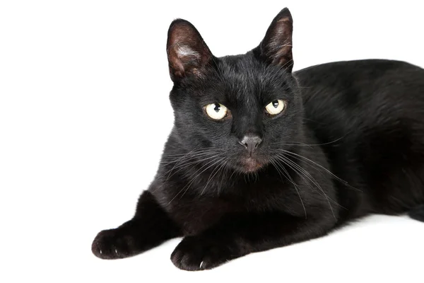 Black cat isolated on white background — Stock Photo, Image