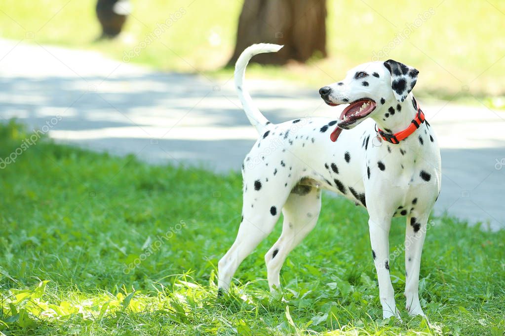 Dalmatian dog playing on the grass in the park