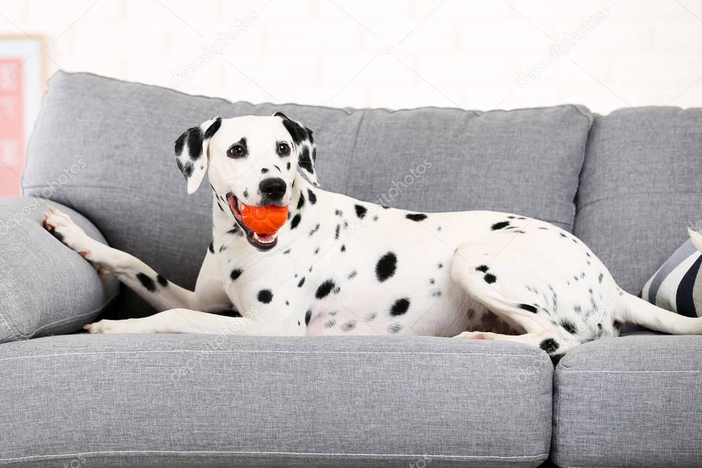 Dalmatian dog with bal ltoy lying on grey couch