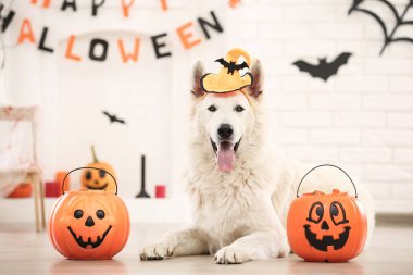 Evde yatan cadılar bayramı kabakları ile şapka Lı İsviçre çoban köpeği