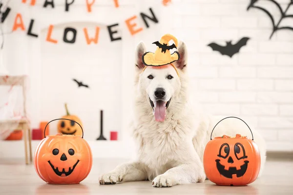 Schweizisk herdehund i hatt med Halloween pumpor liggande hemma — Stockfoto