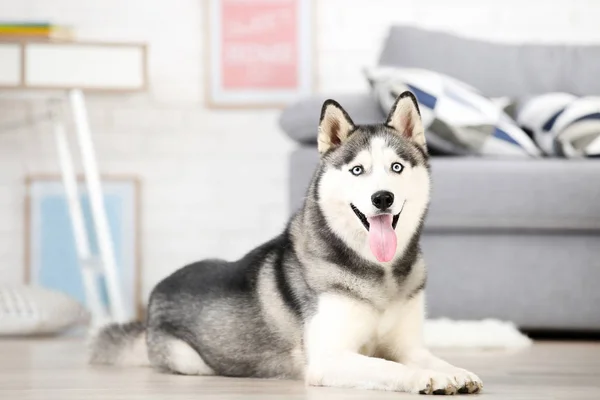 Husky cão deitado no chão em casa — Fotografia de Stock