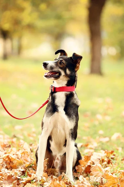 Hermoso perro con collar en el parque de otoño — Foto de Stock