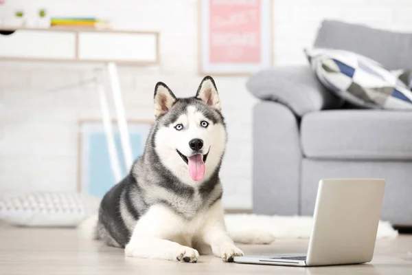 Husky perro acostado en el suelo en casa con ordenador portátil — Foto de Stock