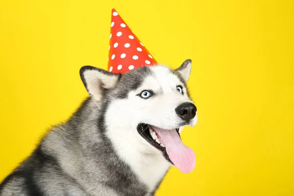 Husky hond in verjaardag Cap op gele achtergrond — Stockfoto