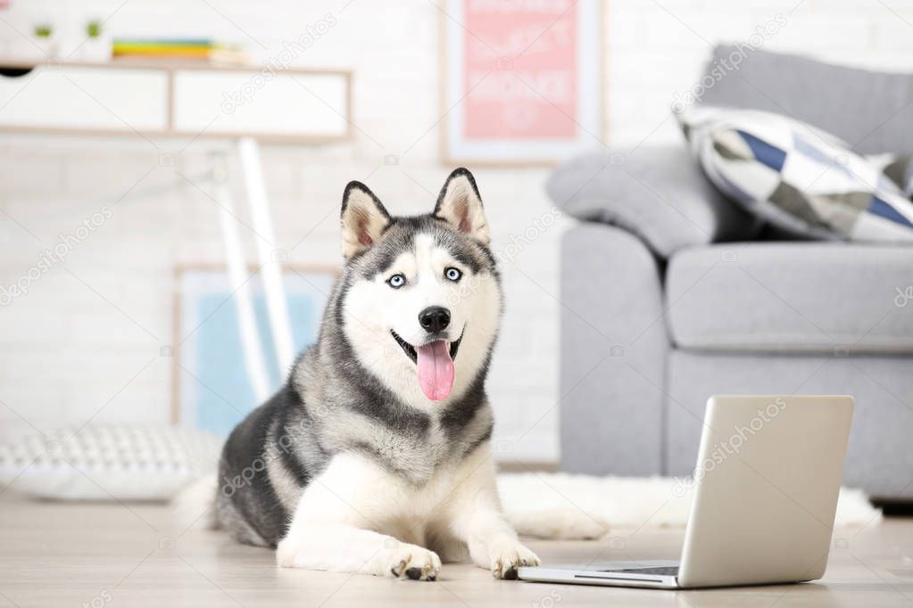 Husky dog lying on the floor at home with laptop computer