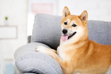 Shiba inu köpek evde gri kanepe üzerinde yalan