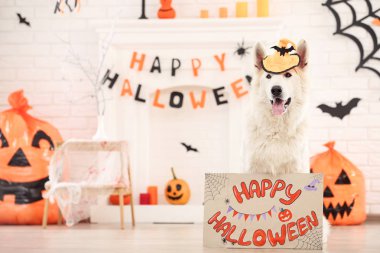 Hom metin Mutlu Cadılar Bayramı ve kabak ile İsviçre çoban köpeği