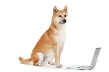 Beyaz arka plan üzerinde dizüstü bilgisayar ile Shiba inu köpek