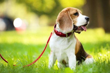 Beagle köpek parkta çim üzerinde oturan