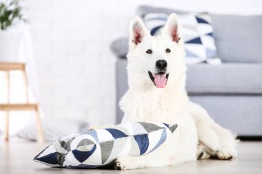 İsviçre çoban köpeği evde yerde yatıyor