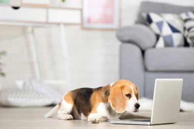 Dizüstü bilgisayar yerde yatan Beagle köpek
