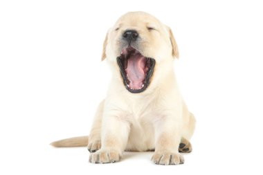 Labrador köpek yavrusu beyaz arkaplanda izole edildi