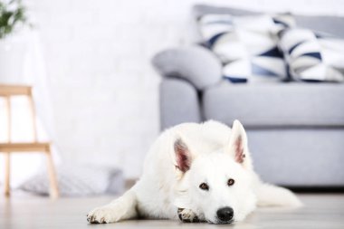 İsviçre çoban köpeği evde yerde yatıyor