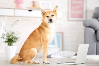 Shiba inu köpek dizüstü bilgisayar ile evde katta oturan